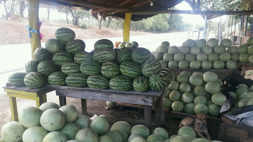 sandia